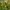 Strėlialapė papliauška - sagittaria sagittifolia | Fotografijos autorius : Vidas Brazauskas | © Macrogamta.lt | Šis tinklapis priklauso bendruomenei kuri domisi makro fotografija ir fotografuoja gyvąjį makro pasaulį.