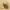 Kopūstinis stiebinis paslėptastraublis - Ceutorhynchus pallidactylus | Fotografijos autorius : Vidas Brazauskas | © Macrogamta.lt | Šis tinklapis priklauso bendruomenei kuri domisi makro fotografija ir fotografuoja gyvąjį makro pasaulį.