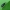Violetinis apionas - Perapion [=Apion] violaceum | Fotografijos autorius : Vidas Brazauskas | © Macrogamta.lt | Šis tinklapis priklauso bendruomenei kuri domisi makro fotografija ir fotografuoja gyvąjį makro pasaulį.