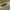 Straubliukas - Tournotaris bimaculata | Fotografijos autorius : Gintautas Steiblys | © Macrogamta.lt | Šis tinklapis priklauso bendruomenei kuri domisi makro fotografija ir fotografuoja gyvąjį makro pasaulį.