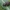 Laiškeninis straubliukas - Tropiphorus elevatus | Fotografijos autorius : Gintautas Steiblys | © Macrogamta.lt | Šis tinklapis priklauso bendruomenei kuri domisi makro fotografija ir fotografuoja gyvąjį makro pasaulį.