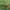 Vasarinis skyldarys - Metellina mengei ♂ | Fotografijos autorius : Gintautas Steiblys | © Macronature.eu | Macro photography web site