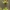 Sveikalapis karklas - Salix integra | Fotografijos autorius : Gintautas Steiblys | © Macrogamta.lt | Šis tinklapis priklauso bendruomenei kuri domisi makro fotografija ir fotografuoja gyvąjį makro pasaulį.