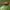 Svogūninis čiuželis - Lilioceris merdigera | Fotografijos autorius : Žilvinas Pūtys | © Macrogamta.lt | Šis tinklapis priklauso bendruomenei kuri domisi makro fotografija ir fotografuoja gyvąjį makro pasaulį.