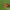 Svogūninis čiuželis - Lilioceris merdigera | Fotografijos autorius : Žilvinas Pūtys | © Macrogamta.lt | Šis tinklapis priklauso bendruomenei kuri domisi makro fotografija ir fotografuoja gyvąjį makro pasaulį.