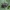 Taškuotoji skydblakė - Rhacognathus punctatus | Fotografijos autorius : Žilvinas Pūtys | © Macrogamta.lt | Šis tinklapis priklauso bendruomenei kuri domisi makro fotografija ir fotografuoja gyvąjį makro pasaulį.