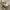 Smėlinė šoniplauka - Talitrus saltator (Montagu, 1808) | Fotografijos autorius : Vitalii Alekseev | © Macrogamta.lt | Šis tinklapis priklauso bendruomenei kuri domisi makro fotografija ir fotografuoja gyvąjį makro pasaulį.