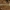Tamprioji šalmabudė - Mycena epipterygia | Fotografijos autorius : Žilvinas Pūtys | © Macrogamta.lt | Šis tinklapis priklauso bendruomenei kuri domisi makro fotografija ir fotografuoja gyvąjį makro pasaulį.