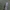 Tamsiajuostė baltoji kandelė - Pseudopostega crepusculella | Fotografijos autorius : Arūnas Eismantas | © Macrogamta.lt | Šis tinklapis priklauso bendruomenei kuri domisi makro fotografija ir fotografuoja gyvąjį makro pasaulį.