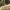 Tamsialapis skiautalūpis - Epipactis atrorubens | Fotografijos autorius : Agnė Našlėnienė | © Macrogamta.lt | Šis tinklapis priklauso bendruomenei kuri domisi makro fotografija ir fotografuoja gyvąjį makro pasaulį.