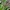 Tamsioji plėšriablakė - Reduvius personatus, nimfa | Fotografijos autorius : Žilvinas Pūtys | © Macrogamta.lt | Šis tinklapis priklauso bendruomenei kuri domisi makro fotografija ir fotografuoja gyvąjį makro pasaulį.