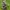 Tamsusis kuoduotis - Notodonta tritophus | Fotografijos autorius : Žilvinas Pūtys | © Macrogamta.lt | Šis tinklapis priklauso bendruomenei kuri domisi makro fotografija ir fotografuoja gyvąjį makro pasaulį.