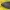 Tamsusis pelėdgalvis - Amphipyra livida | Fotografijos autorius : Gintautas Steiblys | © Macrogamta.lt | Šis tinklapis priklauso bendruomenei kuri domisi makro fotografija ir fotografuoja gyvąjį makro pasaulį.