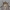 Tamsusis pelėdgalvis - Amphipyra livida | Fotografijos autorius : Vidas Brazauskas | © Macrogamta.lt | Šis tinklapis priklauso bendruomenei kuri domisi makro fotografija ir fotografuoja gyvąjį makro pasaulį.