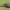 Tamsusis pjovėjas - Otiorhynchus tristis | Fotografijos autorius : Gintautas Steiblys | © Macrogamta.lt | Šis tinklapis priklauso bendruomenei kuri domisi makro fotografija ir fotografuoja gyvąjį makro pasaulį.