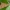 Tamsusis raudonsprindis - Lythria purpuraria ♂ | Fotografijos autorius : Žilvinas Pūtys | © Macrogamta.lt | Šis tinklapis priklauso bendruomenei kuri domisi makro fotografija ir fotografuoja gyvąjį makro pasaulį.
