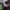 Tarpinis rūtenis - Corydalis intermedia | Fotografijos autorius : Ramunė Činčikienė | © Macrogamta.lt | Šis tinklapis priklauso bendruomenei kuri domisi makro fotografija ir fotografuoja gyvąjį makro pasaulį.