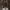Taurelinė juosvabudė - Pseudoclitocybe cyathiformis | Fotografijos autorius : Žilvinas Pūtys | © Macrogamta.lt | Šis tinklapis priklauso bendruomenei kuri domisi makro fotografija ir fotografuoja gyvąjį makro pasaulį.