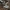 Pilkoji tauriabudė - Clitocybe nebularis | Fotografijos autorius : Vidas Brazauskas | © Macrogamta.lt | Šis tinklapis priklauso bendruomenei kuri domisi makro fotografija ir fotografuoja gyvąjį makro pasaulį.