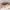 Musė - Scoliocentra villosa ♂ | Fotografijos autorius : Gintautas Steiblys | © Macrogamta.lt | Šis tinklapis priklauso bendruomenei kuri domisi makro fotografija ir fotografuoja gyvąjį makro pasaulį.