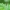 Tetragnatha extensa - Laibasis storažandis | Fotografijos autorius : Vidas Brazauskas | © Macrogamta.lt | Šis tinklapis priklauso bendruomenei kuri domisi makro fotografija ir fotografuoja gyvąjį makro pasaulį.