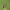 Geltonmargė žolblakė - Liocoris tripustulatus | Fotografijos autorius : Vidas Brazauskas | © Macronature.eu | Macro photography web site
