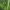 Čiobralapė veronika - Veronica serpyllifolia | Fotografijos autorius : Vidas Brazauskas | © Macronature.eu | Macro photography web site