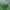 Tigrinė cenozija - Coenosia tigrina | Fotografijos autorius : Romas Ferenca | © Macrogamta.lt | Šis tinklapis priklauso bendruomenei kuri domisi makro fotografija ir fotografuoja gyvąjį makro pasaulį.