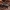 Tikramusė - Eudasyphora cyanicolor ♂ | Fotografijos autorius : Žilvinas Pūtys | © Macrogamta.lt | Šis tinklapis priklauso bendruomenei kuri domisi makro fotografija ir fotografuoja gyvąjį makro pasaulį.