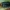 Karklinė smaragdina - Smaragdina salicina | Fotografijos autorius : Žilvinas Pūtys | © Macrogamta.lt | Šis tinklapis priklauso bendruomenei kuri domisi makro fotografija ir fotografuoja gyvąjį makro pasaulį.