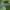 Tošinis kuoduotis - Phalera bucephala, vikšras | Fotografijos autorius : Žilvinas Pūtys | © Macrogamta.lt | Šis tinklapis priklauso bendruomenei kuri domisi makro fotografija ir fotografuoja gyvąjį makro pasaulį.