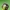 Lenktagalvė vėžliablakė | Eurygaster testudinaria | Fotografijos autorius : Darius Baužys | © Macronature.eu | Macro photography web site