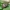 Lenktagalvė vėžliablakė – Eurygaster testudinaria, nimfa | Fotografijos autorius : Vidas Brazauskas | © Macronature.eu | Macro photography web site