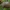 Lenktagalvė vėžliablakė – Eurygaster testudinaria | Fotografijos autorius : Žilvinas Pūtys | © Macronature.eu | Macro photography web site