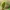 Lenktagalvė vėžliablakė – Eurygaster testudinaria | Fotografijos autorius : Vidas Brazauskas | © Macronature.eu | Macro photography web site