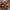 Lenktagalvė vėžliablakė – Eurygaster testudinaria | Fotografijos autorius : Žilvinas Pūtys | © Macronature.eu | Macro photography web site