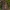 Tramažolinis pelėdgalvis - Charanyca ferruginea ♂ | Fotografijos autorius : Žilvinas Pūtys | © Macrogamta.lt | Šis tinklapis priklauso bendruomenei kuri domisi makro fotografija ir fotografuoja gyvąjį makro pasaulį.