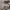 Trapusis gluodenas - Anguis fragilis | Fotografijos autorius : Gintautas Steiblys | © Macrogamta.lt | Šis tinklapis priklauso bendruomenei kuri domisi makro fotografija ir fotografuoja gyvąjį makro pasaulį.
