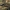 Trapusis gluodenas - Anguis fragilis | Fotografijos autorius : Gintautas Steiblys | © Macrogamta.lt | Šis tinklapis priklauso bendruomenei kuri domisi makro fotografija ir fotografuoja gyvąjį makro pasaulį.