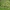 Trapusis gluosnis - Salix × fragilis | Fotografijos autorius : Gintautas Steiblys | © Macrogamta.lt | Šis tinklapis priklauso bendruomenei kuri domisi makro fotografija ir fotografuoja gyvąjį makro pasaulį.