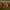 Trapusis lygainis - Leocarpus fragilis | Fotografijos autorius : Žilvinas Pūtys | © Macrogamta.lt | Šis tinklapis priklauso bendruomenei kuri domisi makro fotografija ir fotografuoja gyvąjį makro pasaulį.