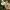 Raukšlėtasis baltikas - Tricholoma aestuans | Fotografijos autorius : Vitalij Drozdov | © Macrogamta.lt | Šis tinklapis priklauso bendruomenei kuri domisi makro fotografija ir fotografuoja gyvąjį makro pasaulį.