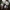 Šilkiškasis baltikas - Tricholoma columbetta | Fotografijos autorius : Vitalij Drozdov | © Macrogamta.lt | Šis tinklapis priklauso bendruomenei kuri domisi makro fotografija ir fotografuoja gyvąjį makro pasaulį.