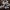 Blyškusis baltikas - Tricholoma lascivum | Fotografijos autorius : Vitalij Drozdov | © Macrogamta.lt | Šis tinklapis priklauso bendruomenei kuri domisi makro fotografija ir fotografuoja gyvąjį makro pasaulį.