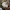 Dryžuotasis baltikas - Tricholoma virgatum | Fotografijos autorius : Vitalij Drozdov | © Macrogamta.lt | Šis tinklapis priklauso bendruomenei kuri domisi makro fotografija ir fotografuoja gyvąjį makro pasaulį.