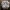 Dryžuotasis baltikas - Tricholoma virgatum | Fotografijos autorius : Vitalij Drozdov | © Macrogamta.lt | Šis tinklapis priklauso bendruomenei kuri domisi makro fotografija ir fotografuoja gyvąjį makro pasaulį.