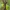 Tridantis strėlinukas - Acronicta tridens, vikšras | Fotografijos autorius : Gintautas Steiblys | © Macrogamta.lt | Šis tinklapis priklauso bendruomenei kuri domisi makro fotografija ir fotografuoja gyvąjį makro pasaulį.