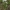 Trilapis puplaiškis - Menyanthes trifoliata | Fotografijos autorius : Gintautas Steiblys | © Macrogamta.lt | Šis tinklapis priklauso bendruomenei kuri domisi makro fotografija ir fotografuoja gyvąjį makro pasaulį.