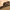 Raukšlinis ausiagrybis - Auricularia mesenterica | Fotografijos autorius : Vidas Brazauskas | © Macronature.eu | Macro photography web site