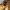 Grybvabalis - Triphyllus bicolor (Fabricius, 1777) | Fotografijos autorius : Vitalii Alekseev | © Macrogamta.lt | Šis tinklapis priklauso bendruomenei kuri domisi makro fotografija ir fotografuoja gyvąjį makro pasaulį.